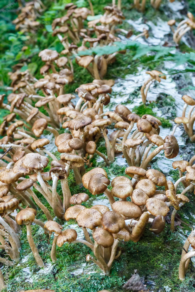 Φωτογραφία Mushrooms Armillaria mellea, commonly known as honey fungus  in forest in the gr