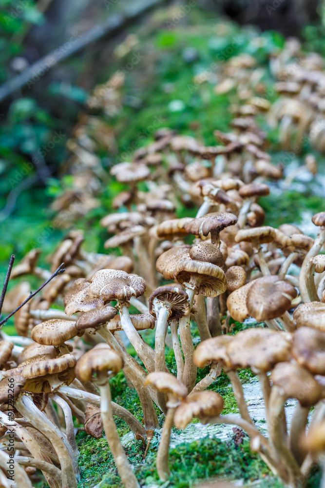 Mushrooms Armillaria mellea, commonly known as honey fungus in forest in the ground Mushrooms Armillaria mellea, commonly known as honey fungus in forest in the ground