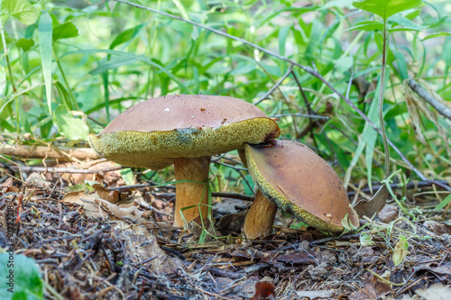 Mushroom Xerocomus subtomentosus, commonly known as suede bolete, brown and yellow bolet, boring brown bolete or yellow-cracked bolete in forest in the ground