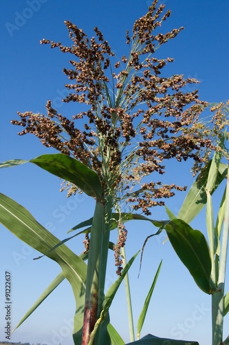 Foto Broomcorn.