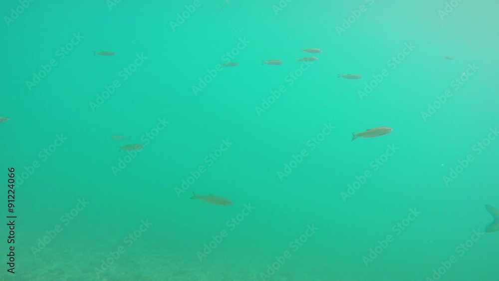 handheld slow motion underwater shot of fishes flock swimming in blue water of lake with bottom handheld slow motion underwater shot of fishes flock swimming in blue water of lake with bottom