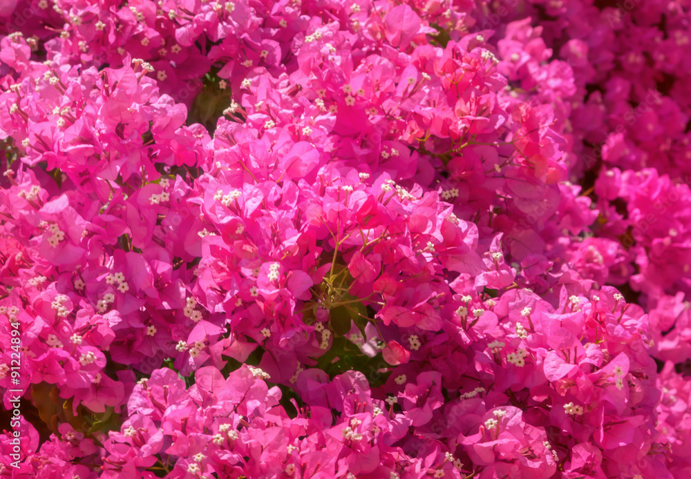 Bougainvillea flowers