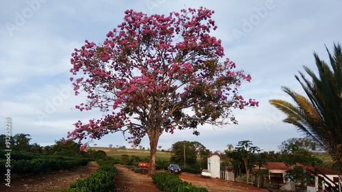 Giant Ipe three at the farm landscape