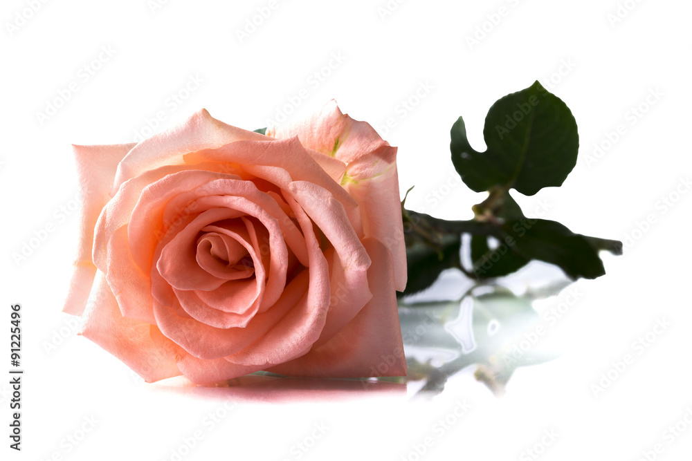 Fototapeta premium Rose isolated