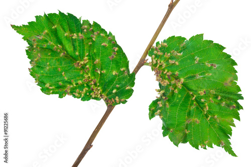 Lime nail gall - Eriophyes tiliae photo
