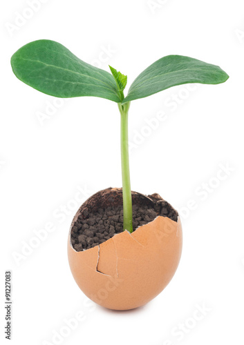Green plant sprouting from the ground in an eggshell
