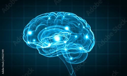 Human brain photo