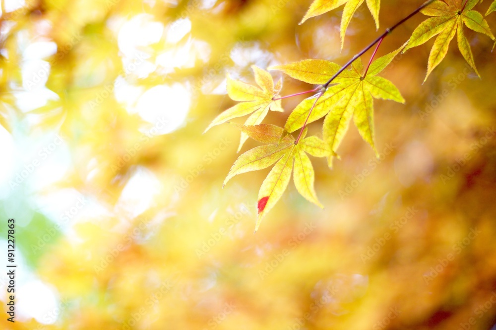 Obraz premium 紅葉