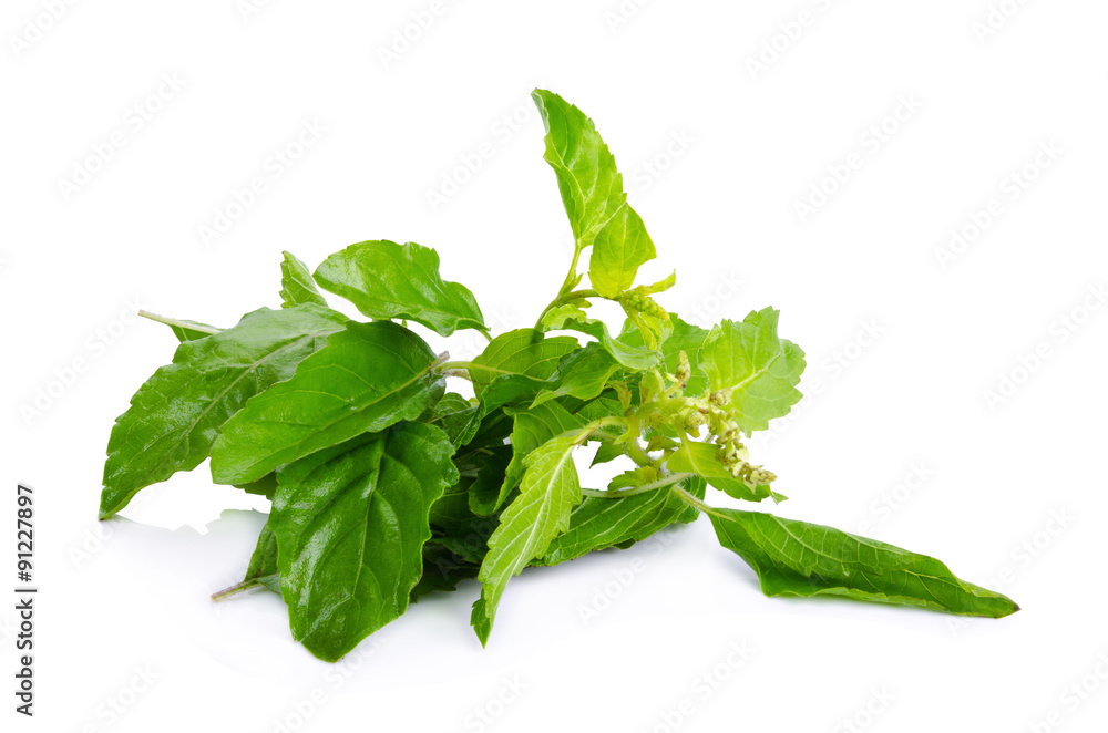 Obraz premium Sweet Basil isolated on a white background