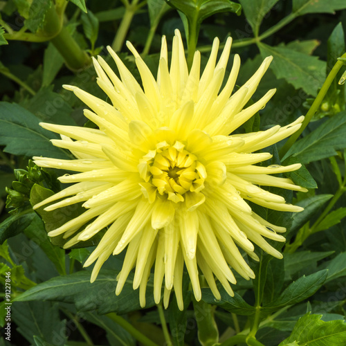 Fototapeta Naklejka Na Ścianę i Meble -  Beautiful yellow dahlia at the garden