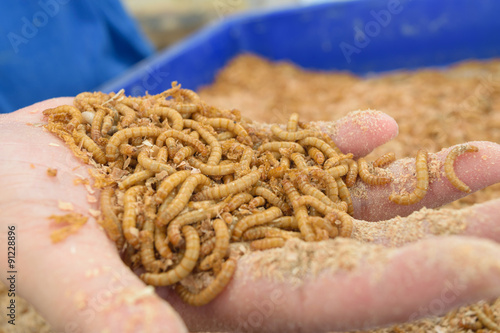 Mealworm in hand