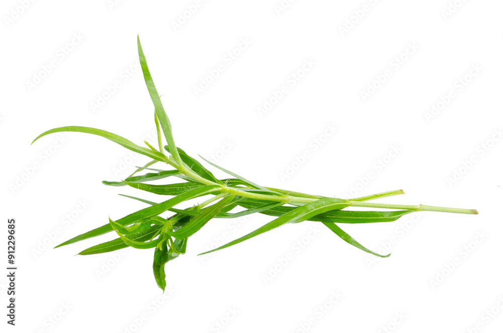 Tarragon herbs close up isolated on white Tarragon herbs close up isolated on white
