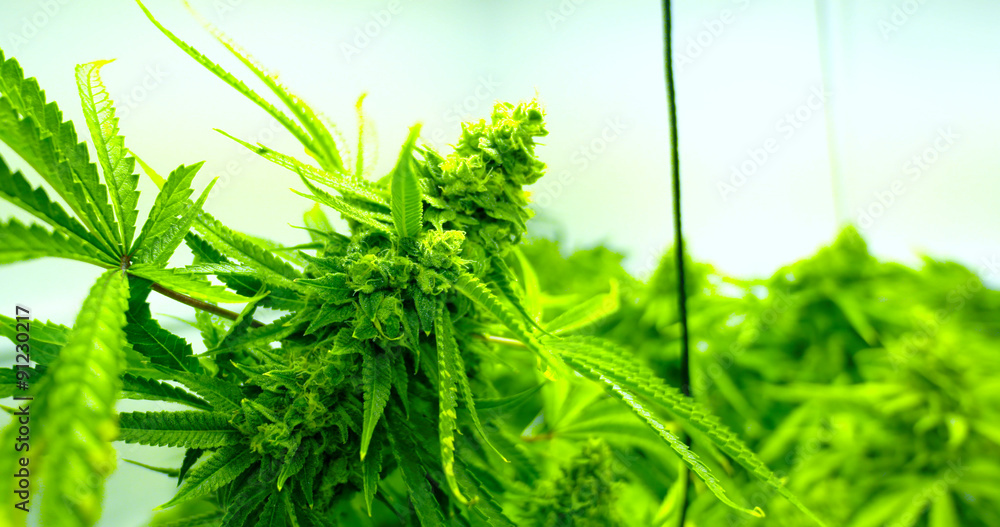 Fototapeta premium Cannabis Sativa