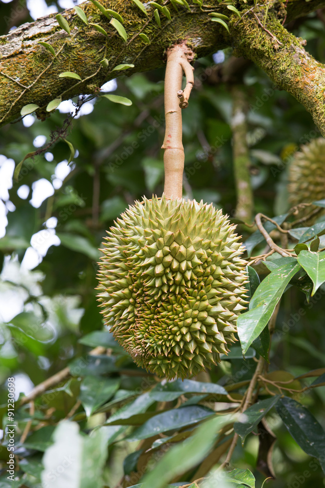 durian durian