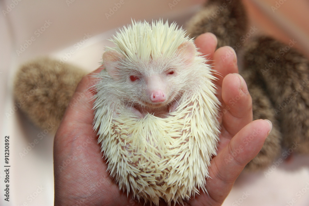 Hedgehog StockFoto Adobe Stock