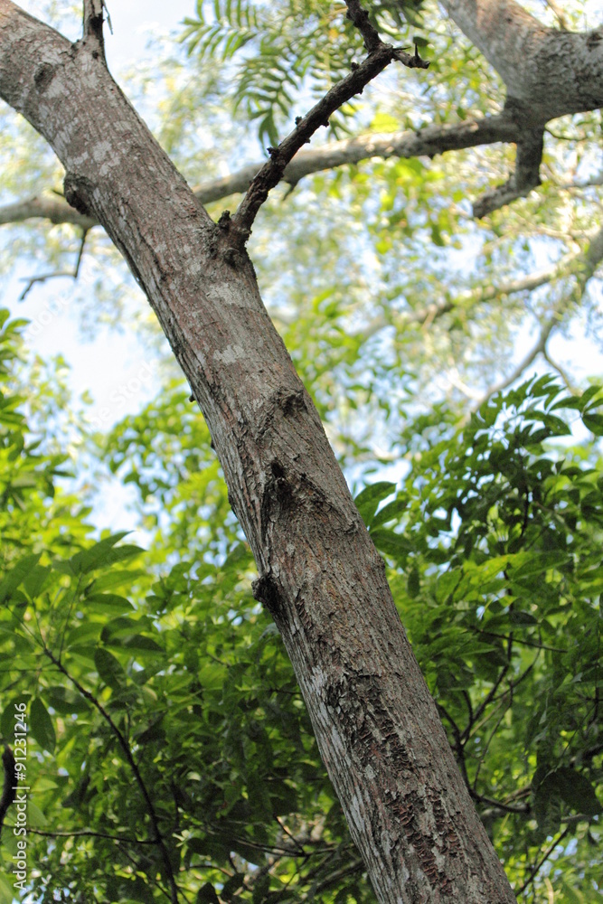 Obraz premium Tree in Forest