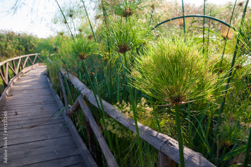 Fototapeta premium Papyrus plants growing close to a wooden path near the spring of the Ciane river natural reserve, Syracuse