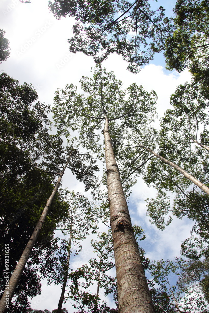 Fototapeta premium Big Trees