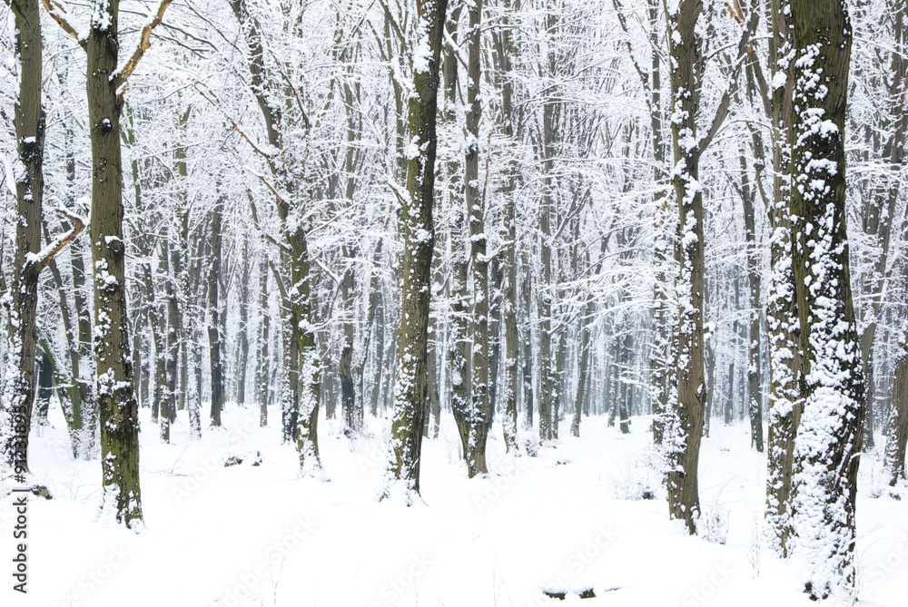 Fototapeta premium winter forest