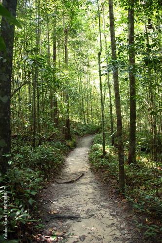 Forest Track