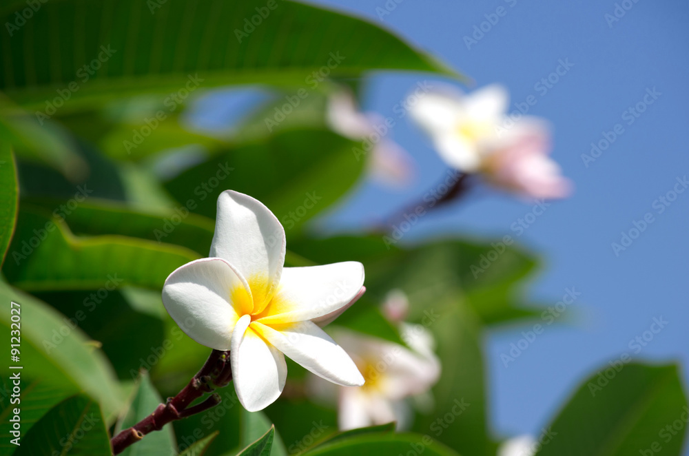 Fototapeta premium white plumeria flowers