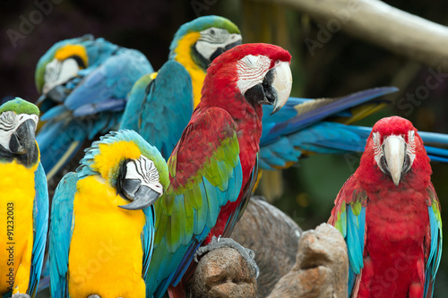  parrots