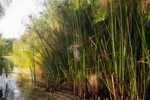 Fototapeta Naklejka Na Ścianę i Meble -  Papyrus plants in the natural reserve of Ciane river near Syracuse
