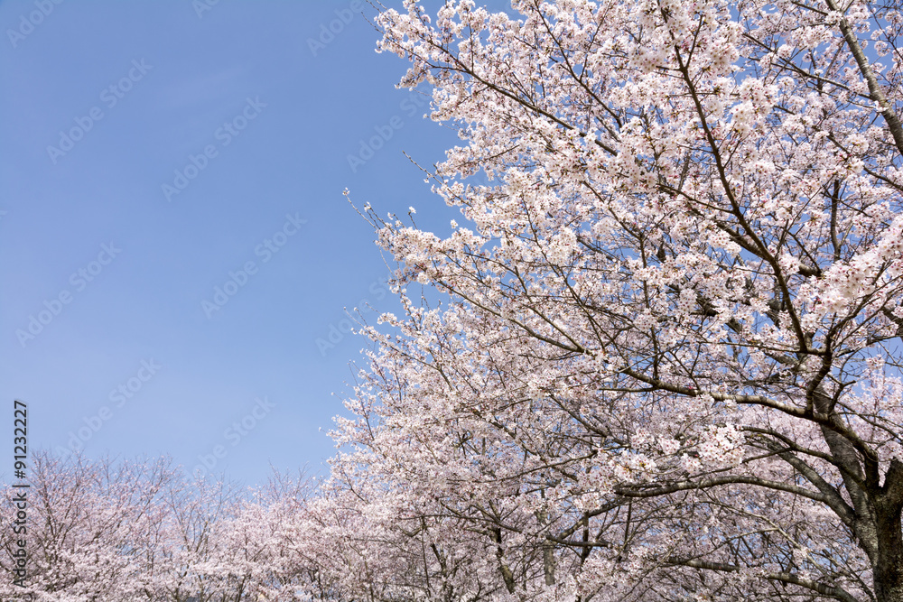 ソメイヨシノ並木と青空