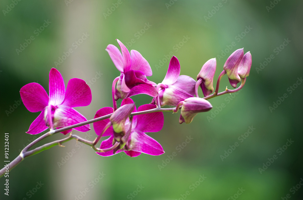 Obraz premium orchid