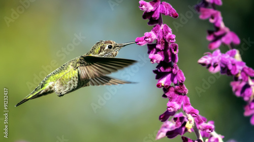 Anna's Hummingbird in Flight, Purple Flowers, Drinking Nectar