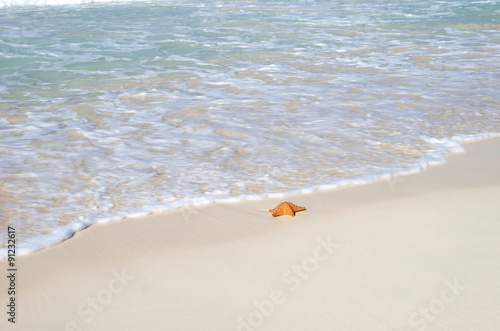  starfish over beach