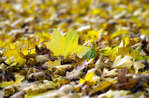 Fototapeta  autumn leaves