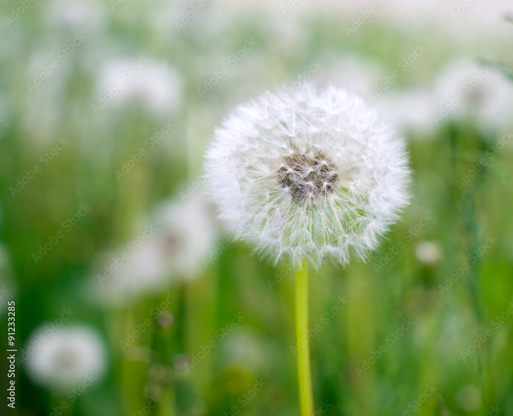 dandelions