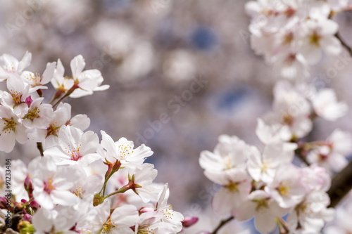 ソメイヨシノの花のアップと花のボケ