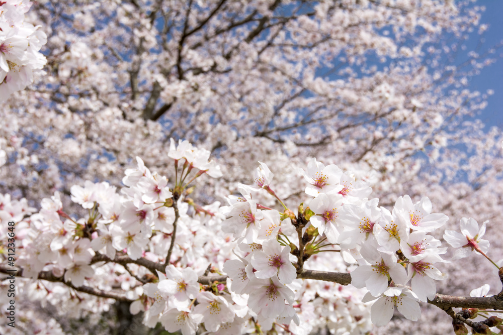 Obraz premium ソメイヨシノの咲く枝と花のボケ