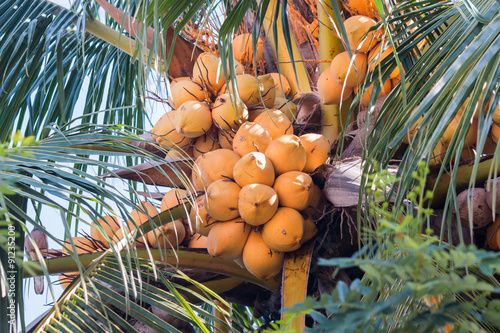 Fresh coconut on tree photo