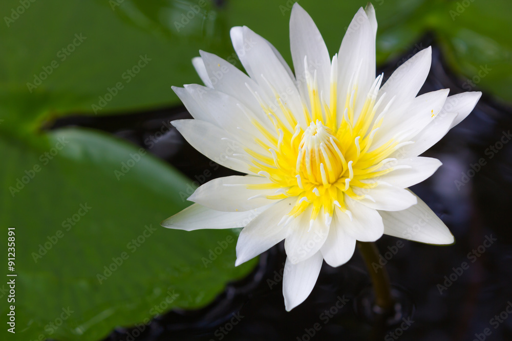 Beautiful lotus flowers in the pond