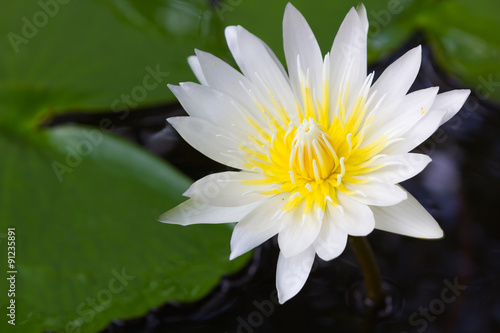 Beautiful lotus flowers in the pond © chiew