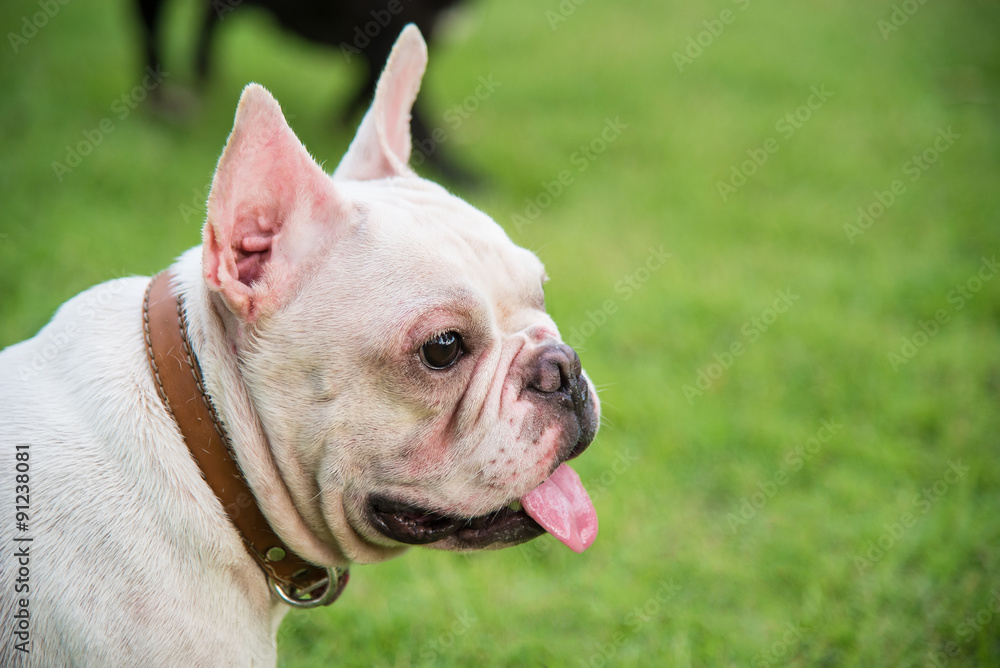 Obraz premium french bulldog face