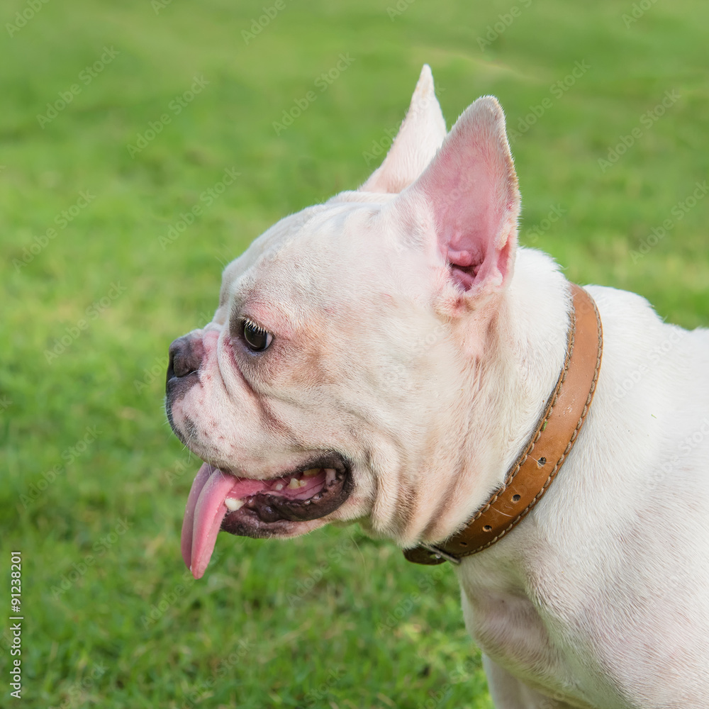 french bulldog on  grass field