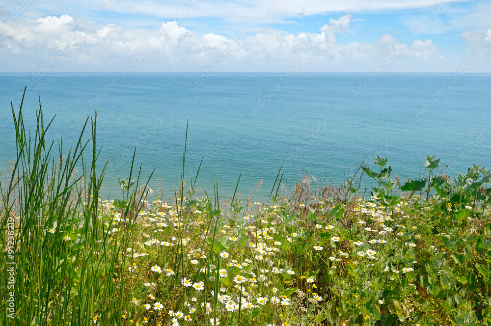 sea and beach with daisies