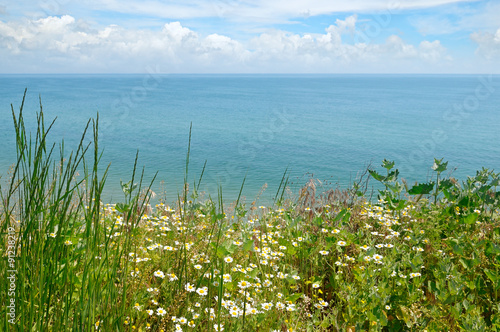 sea and beach with daisies
