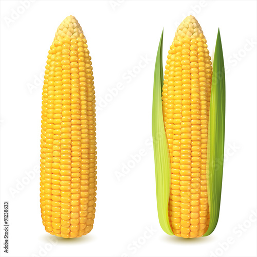 Corn cobs on white background. Vector set.