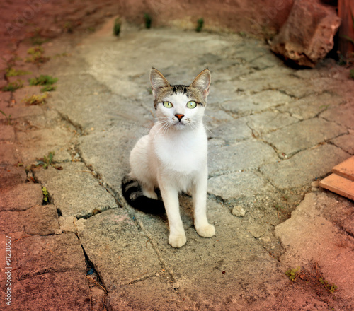 Beautiful cat sitting on the ground © tanor27
