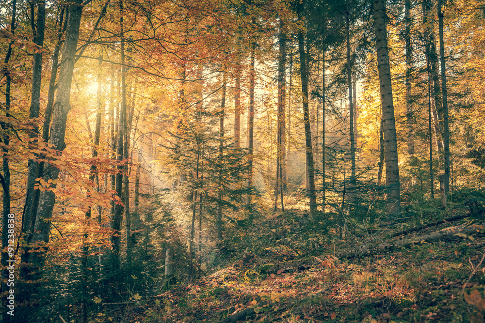 Fototapeta premium Morning in Wild Old Forest, Autumn season, real sunbeam,
