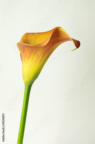 Fototapeta Naklejka Na Ścianę i Meble -  orange calla
