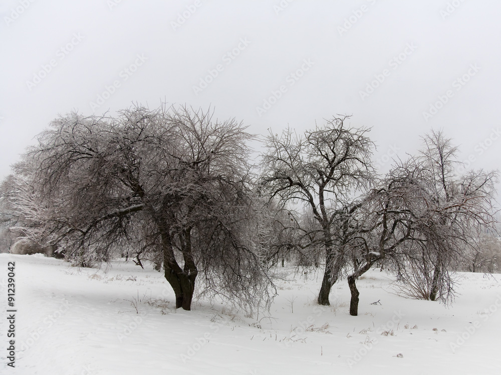 park with trees in ice park with trees in ice