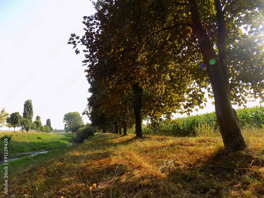 Fototapeta premium Maple trees alley