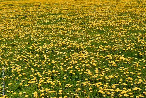 Meadow full od dandelions