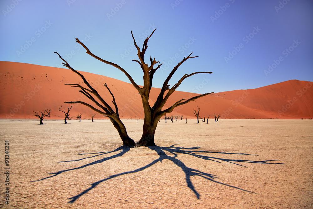 A camel thorn tree in the Deadvlei A camel thorn tree in the Deadvlei